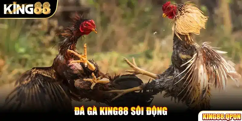 Đá gà King88 sôi động