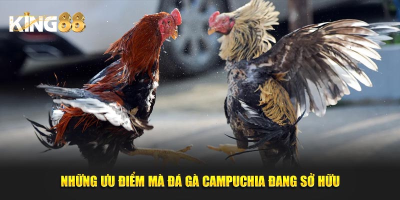 Đá gà campuchia 4