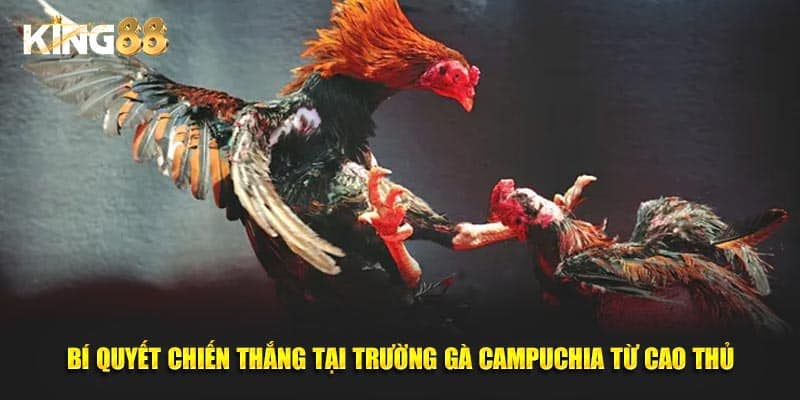 trường gà campuchia 4
