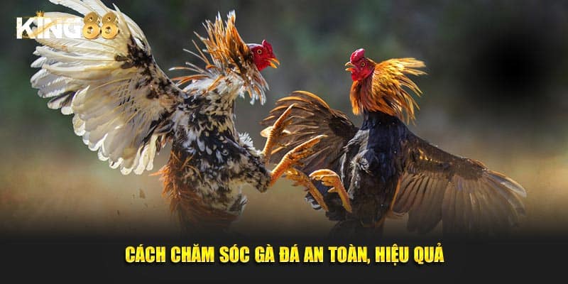 cách chăm sóc gà đá 2
