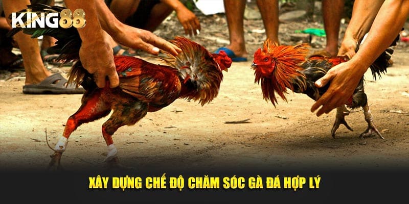 cách chăm sóc gà đá 3