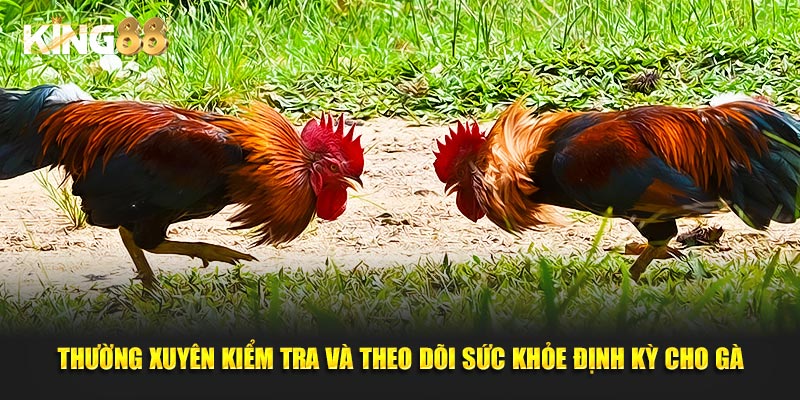 cách chăm sóc gà đá 4
