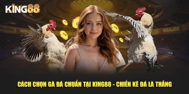 cách chọn gà đá chuẩn 1