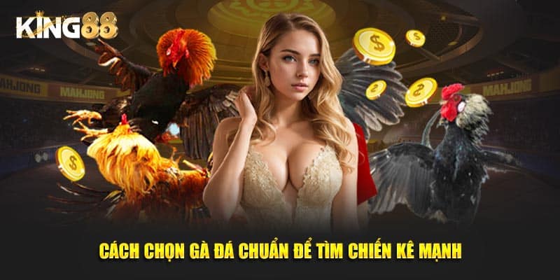 cách chọn gà đá chuẩn 2