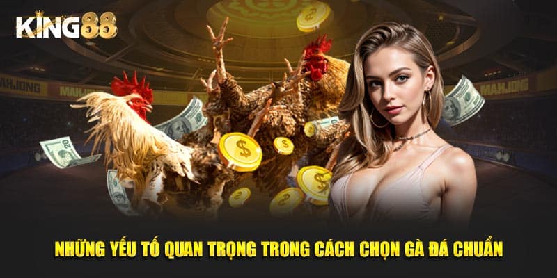 cách chọn gà đá chuẩn 3