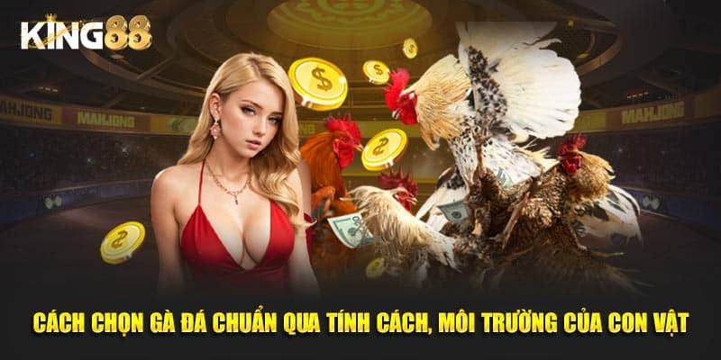 cách chọn gà đá chuẩn 4