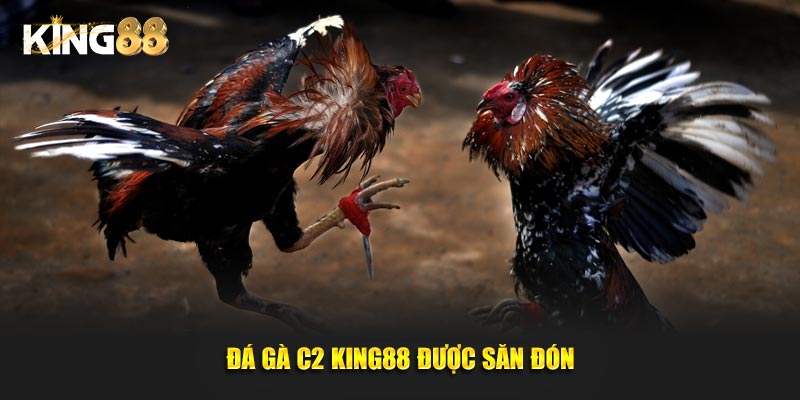 đá gà c2 2