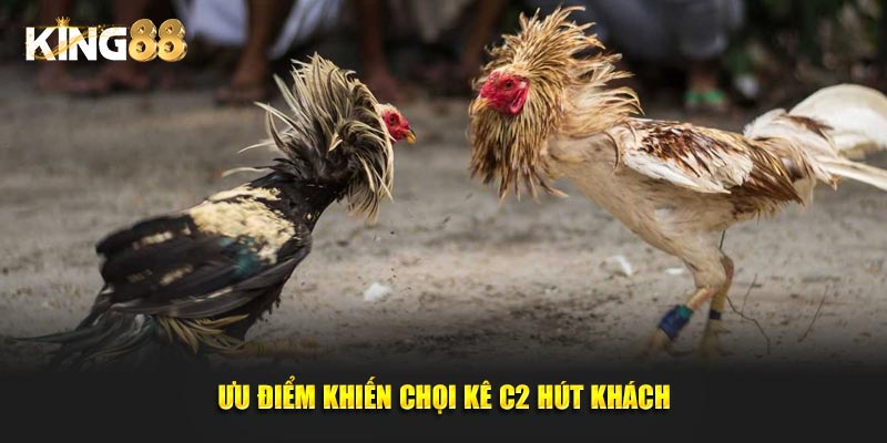 đá gà c2 3