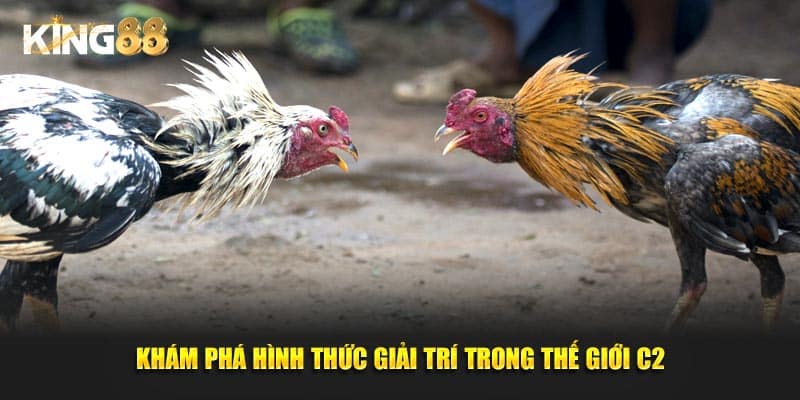 đá gà c2 4
