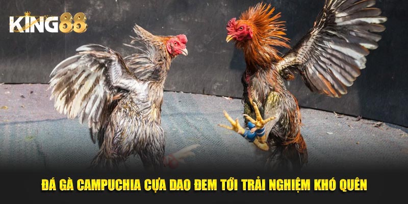 Đá gà campuchia 3