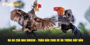 đá gà cựa dao 1