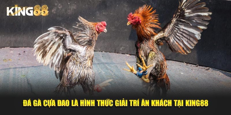 đá gà cựa dao 2