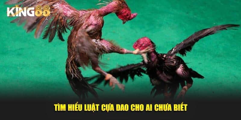 đá gà cựa dao 3