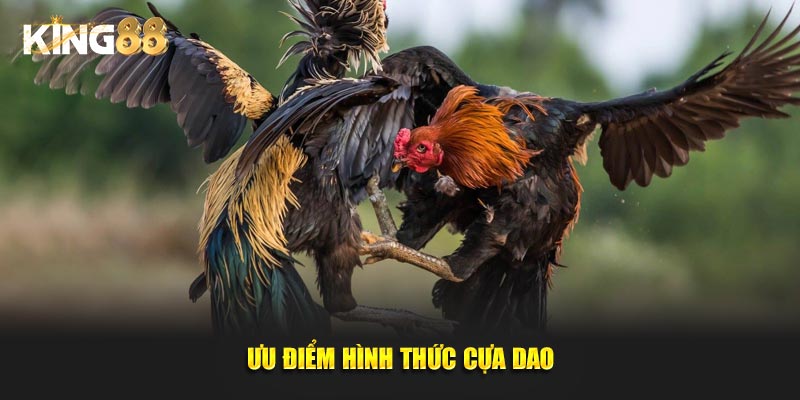 đá gà cựa dao 4
