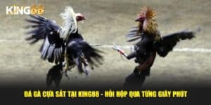 đá gà cựa sắt 1