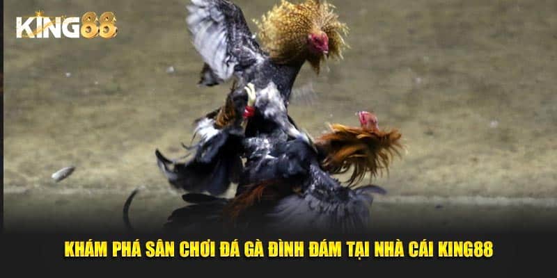 đá gà cựa sắt 2