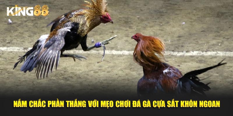 đá gà cựa sắt 3