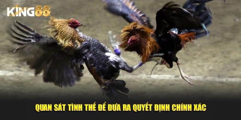 đá gà cựa sắt 4