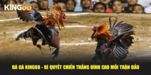 Đá gà King88 1