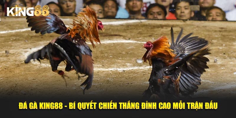 Đá gà King88 1