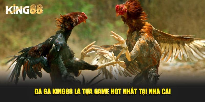 Đá gà King88 2