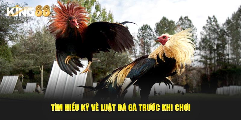Đá gà King88 3