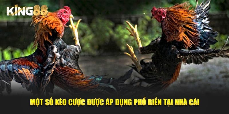 Đá gà King88 4