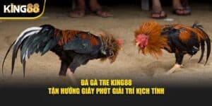 Đá gà tre 1