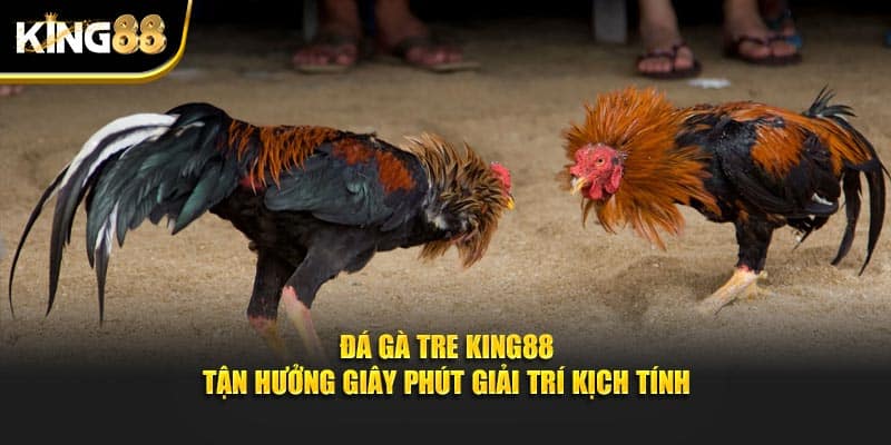 Đá gà tre 1
