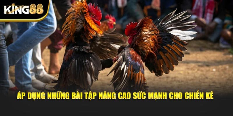 Đá gà tre 3
