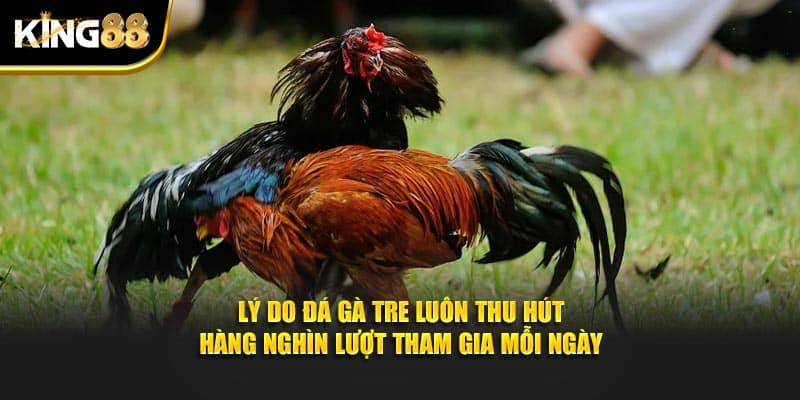 Đá gà tre 4