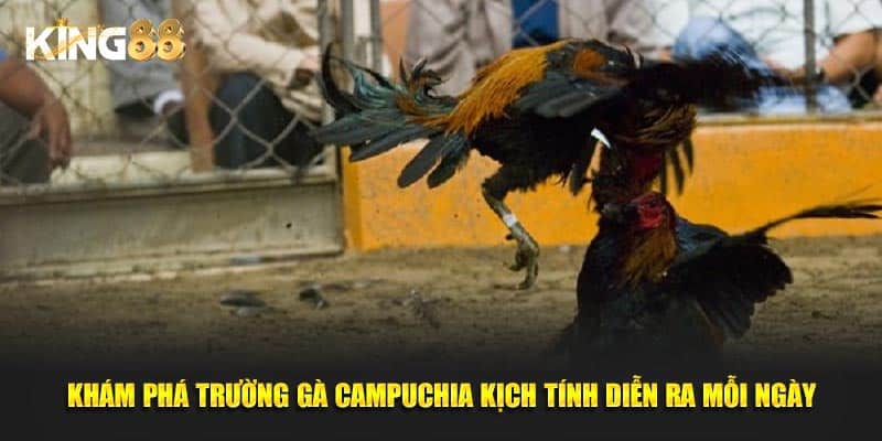 trường gà campuchia 2
