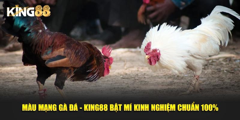 màu mạng gà đá 1