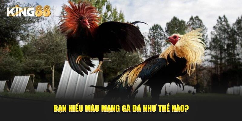 màu mạng gà đá 2