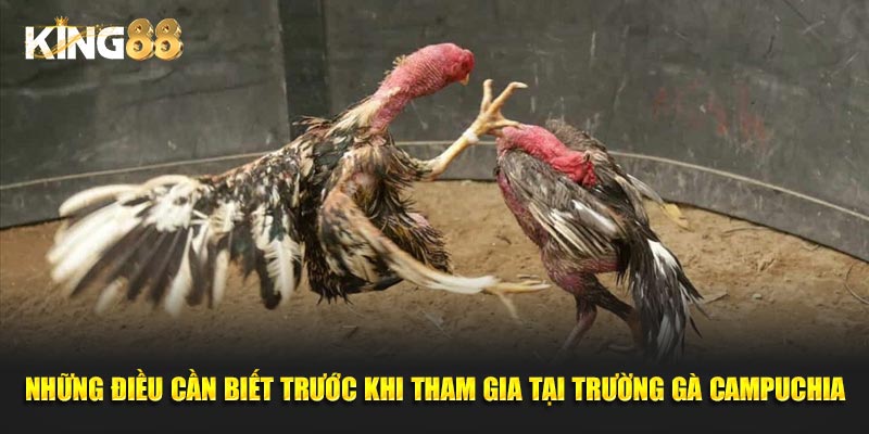 trường gà campuchia 3