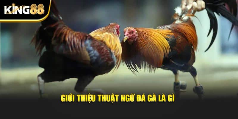 thuật ngữ đá gà 2
