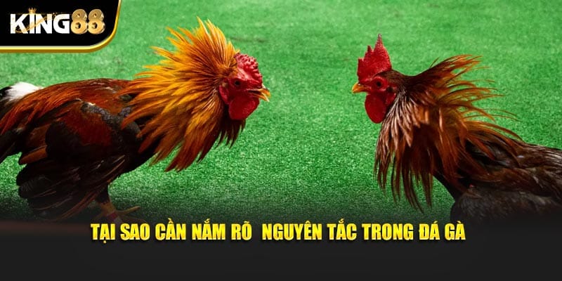 thuật ngữ đá gà 4